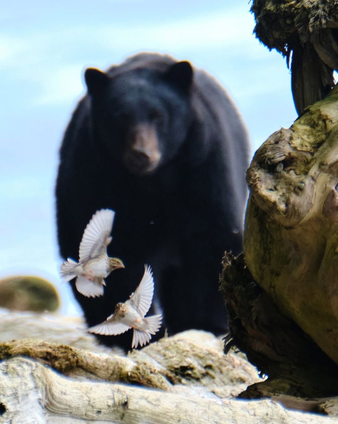 Black bear on a beach with two shore birds flying in front of the lens